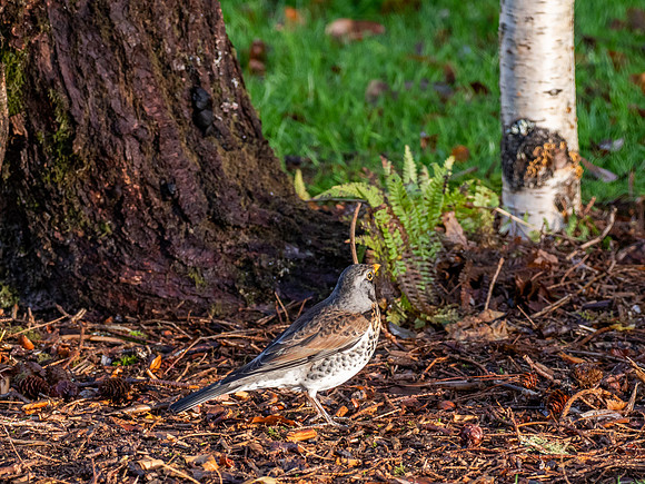 Fieldfare