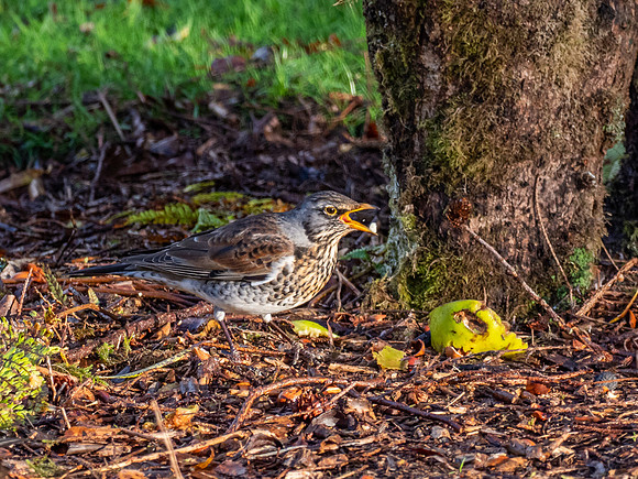 Fieldfare