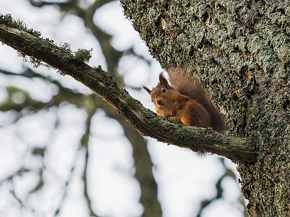 20201129-Garden Wildlife-EM124542