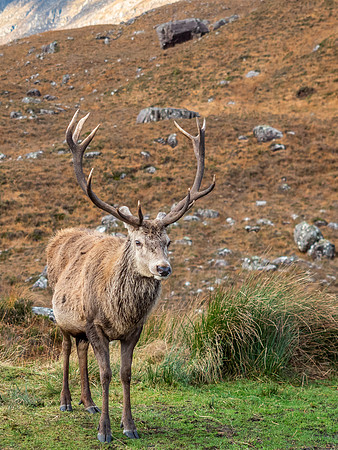 13 Pointer