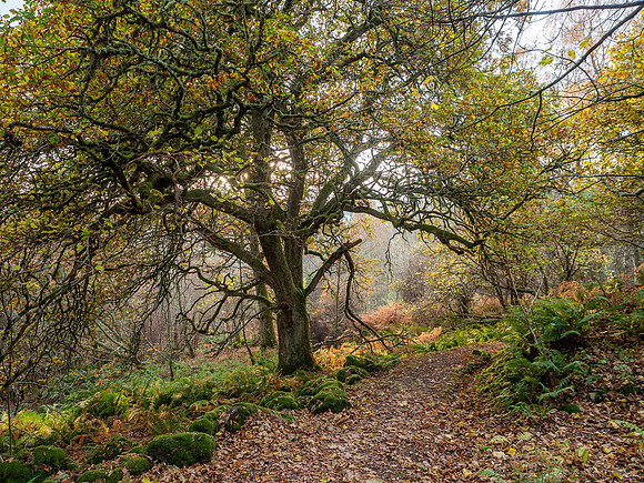 Autumn Oak