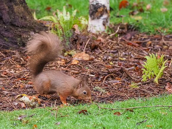 Red Squirrel in the Garden