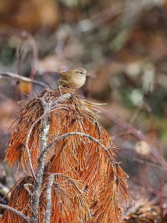 Wren