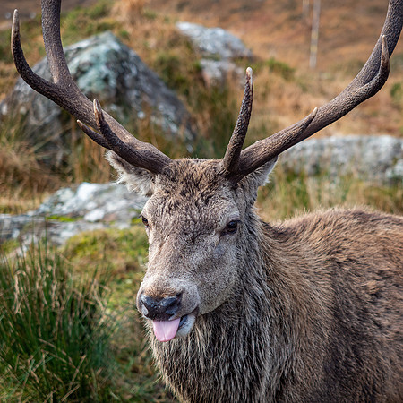 13 Pointer