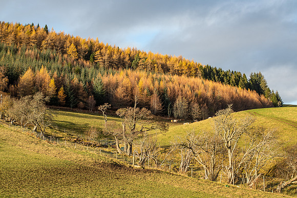 20201116-Balmacaan Wood-EM522693