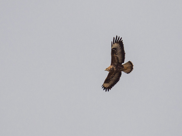 Common Buzzard