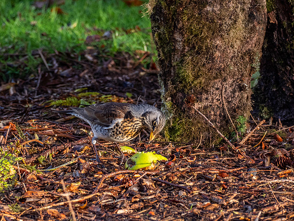 Fieldfare