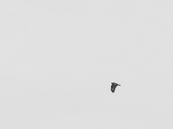Golden Eagle