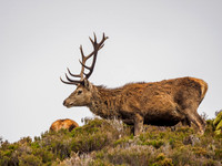 Mullardoch Stags
