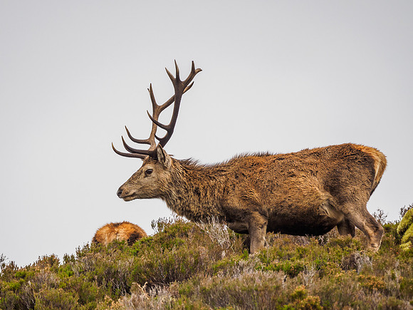 Mullardoch Stags