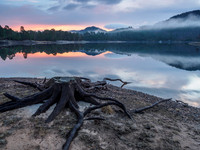 Stranded Octopus