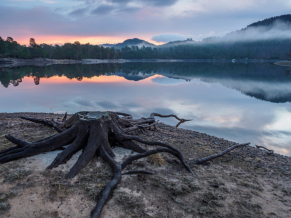 Stranded Octopus