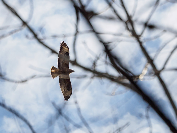 Common Buzzard