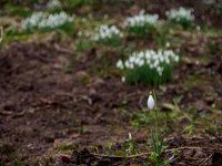 Snowdrops