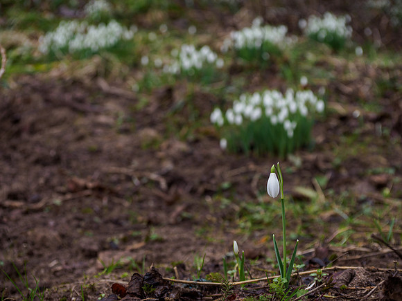 Snowdrops