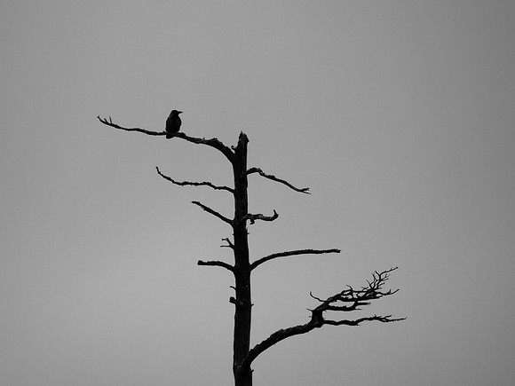 Hooded Crow