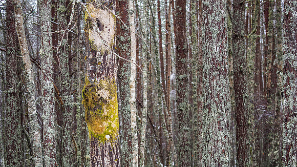 Woodland