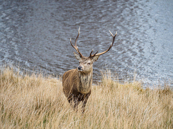 Mullardoch Stags