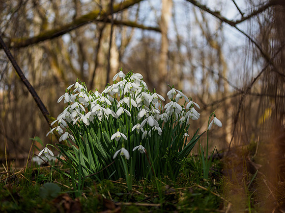Spring Flowers