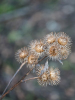 Seed Heads