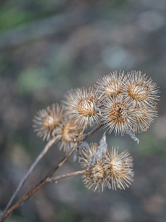 Seed Heads