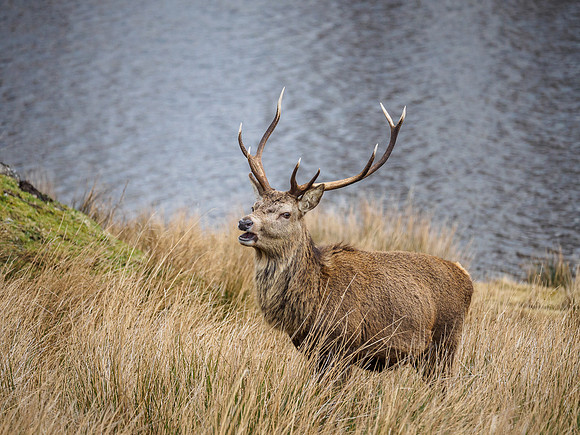Mullardoch Stags