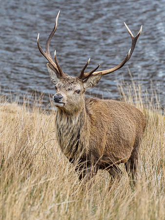 Mullardoch Stags