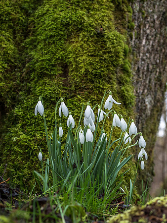 Snowdrops