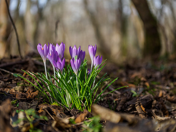 Spring Flowers
