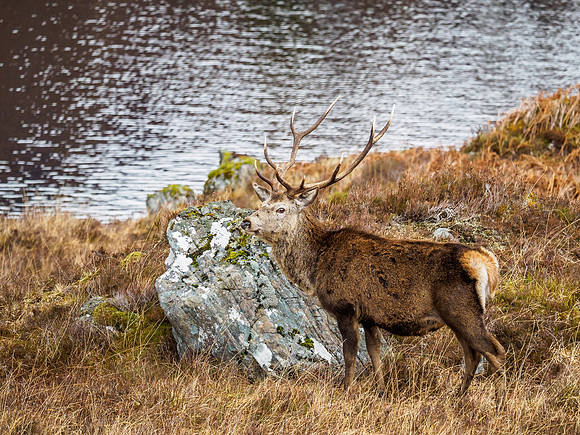 Mullardoch Stags