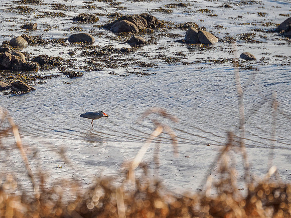 Grey Heron