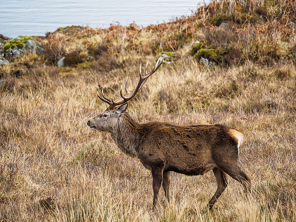 Mullardoch Stags