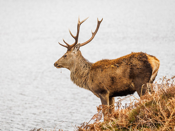 Mullardoch Stags