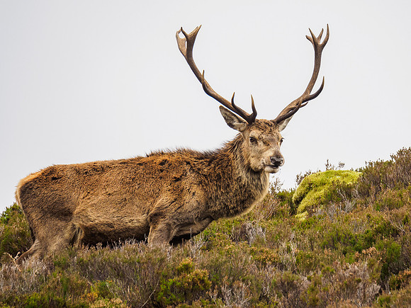 Mullardoch Stags