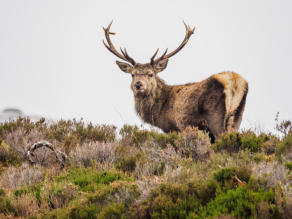 Mullardoch Stags