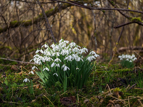 Spring Flowers