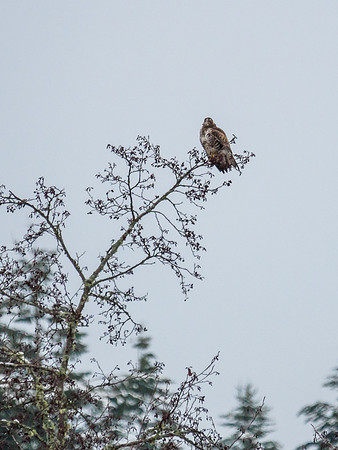 Common Buzzard