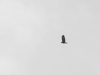Golden Eagle