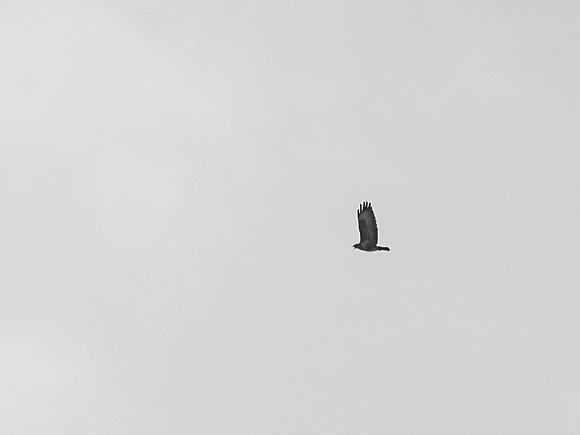 Golden Eagle