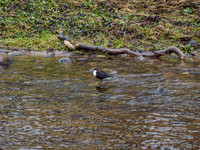 Dipper