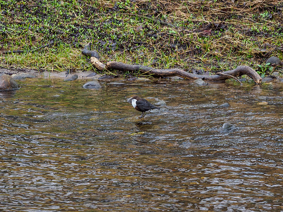 Dipper