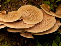 Urquhart Bay Woods_1408