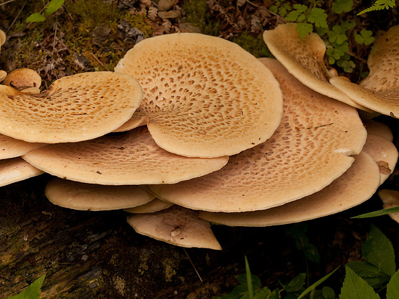 Urquhart Bay Woods_1408