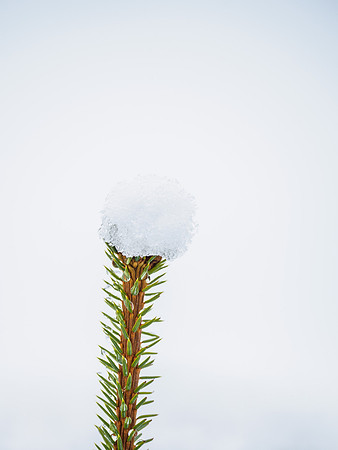 Pom-pom