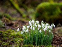 Snowdrops