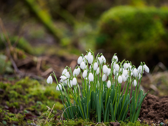 Snowdrops
