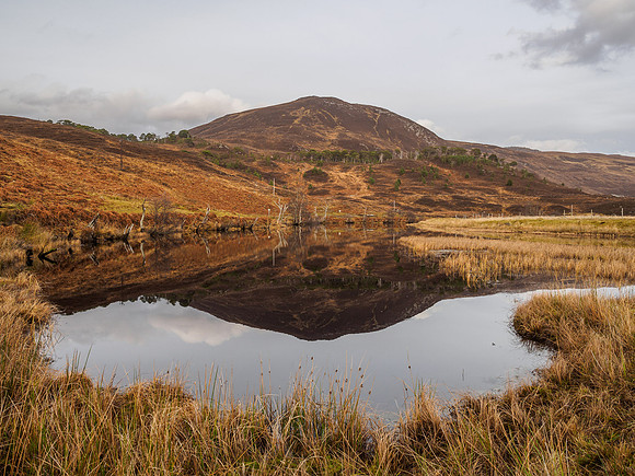 Reflections and Dead Trees