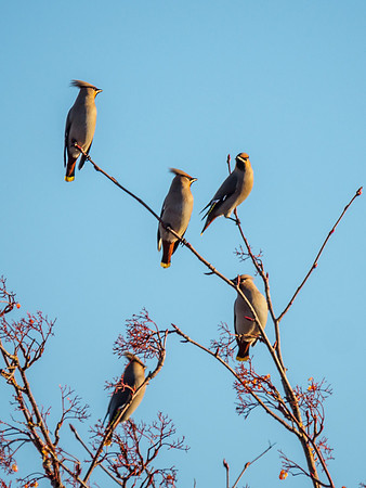 Waxwing Irruption