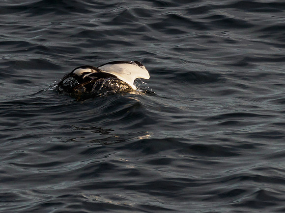 Eider Down
