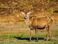 Sunlit Stag